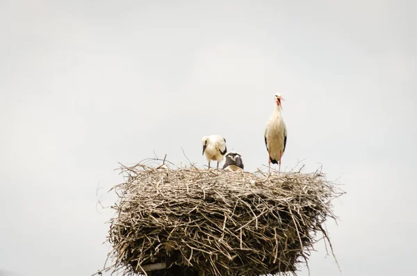 Family Wild Storks Populated Area Nest Electric Pole — Stock Photo, Image