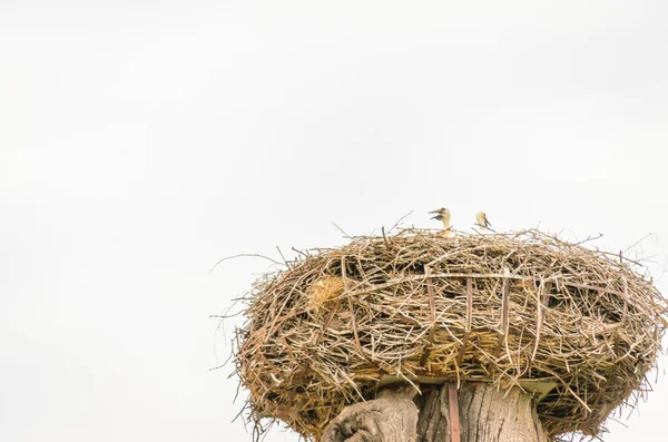 在电线杆上筑巢的居民区里的一群野生鹤 — 图库照片