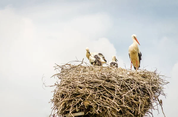 Uma Família Cegonhas Selvagens Uma Área Povoada Ninho Poste Elétrico — Fotografia de Stock