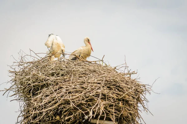 電信柱の上の巣の人口密集地域の野生のコウノトリの家族 — ストック写真