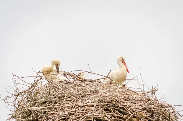 電信柱の上の巣の人口密集地域の野生のコウノトリの家族 — ストック写真