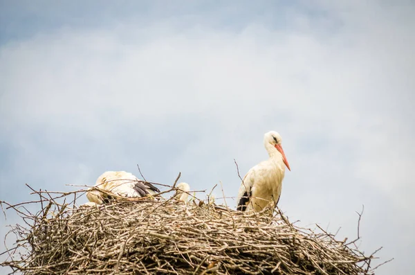 Family Wild Storks Populated Area Nest Electric Pole — стоковое фото