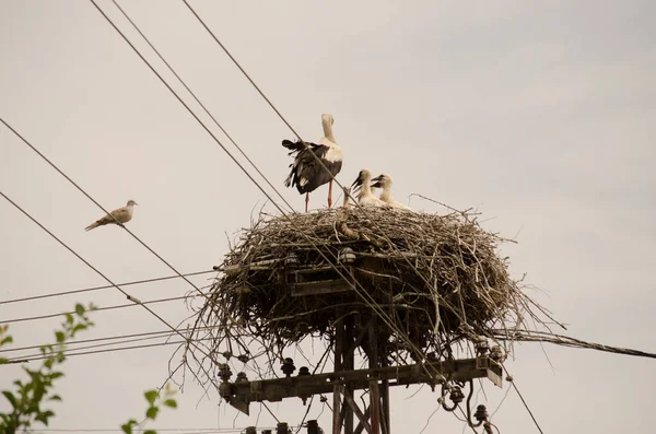 Family Wild Storks Populated Area Nest Electric Pole — Foto de Stock