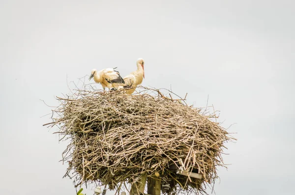 Family Wild Storks Populated Area Nest Electric Pole — Foto de Stock