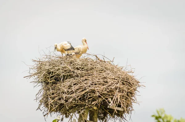 電信柱の上の巣の人口密集地域の野生のコウノトリの家族 — ストック写真