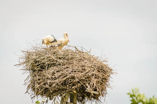 Family Wild Storks Populated Area Nest Electric Pole — Foto de Stock