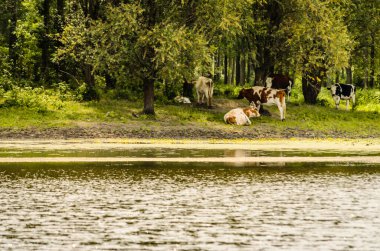 Novi Sad 'dan çok uzak olmayan sarı nilüfer çiçekleriyle kaplı bir göletin kıyısındaki küçük bir inek sürüsü..
