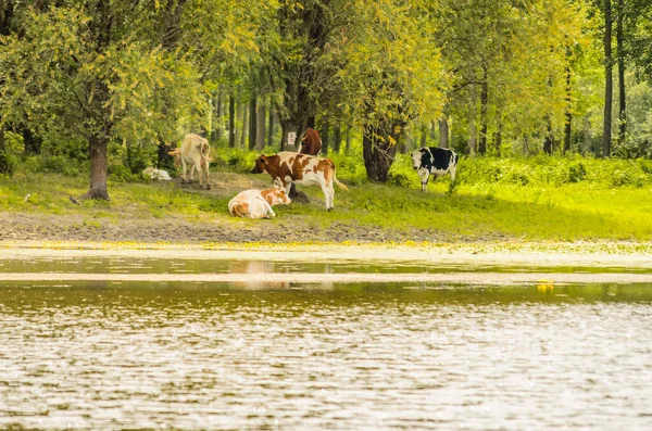 Una Pequeña Manada Vacas Las Orillas Estanque Cubierto Flores Lirio —  Fotos de Stock