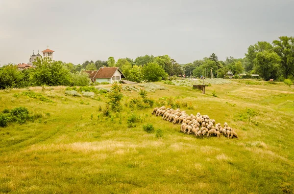 Flock Sheep Grazing Meadow Summer Season — Photo