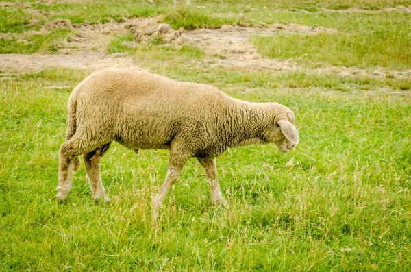 Sheep Grazing Meadow Summer Season — Stock Photo, Image