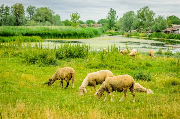 Flock Sheep Grazing Meadow Summer Season — Stok fotoğraf