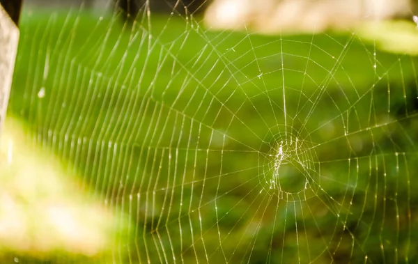 Cobweb Background Green Lawn — Foto de Stock