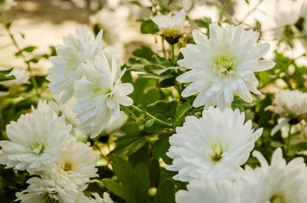 Vita Krysantemum Blommor Med Knoppar — Stockfoto