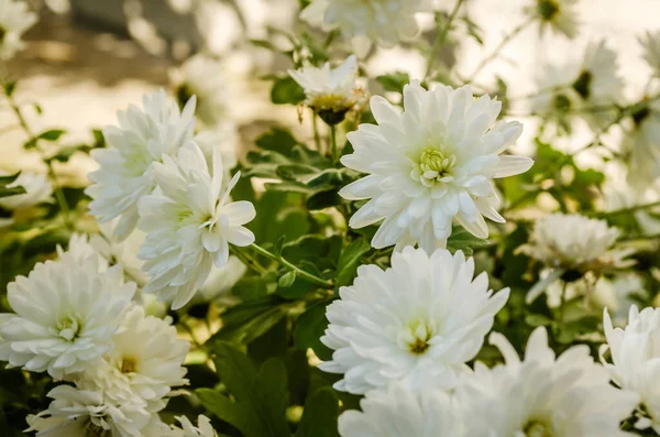 Vita Krysantemum Blommor Med Knoppar — Stockfoto