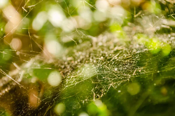잔디를 배경으로 거미줄 — 스톡 사진