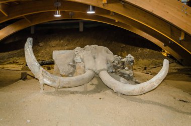 Golubac, Serbia - April 22, 2017:exhibits-mammoth bone clipart