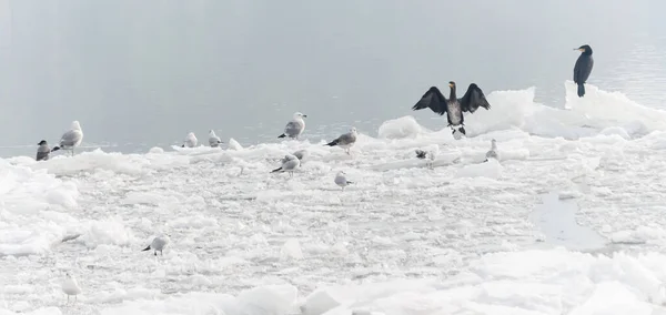 Petrovaradin Kalesi Voyvodina Novi Sad Petrovaradin Sırbistan Aşağısındaki Tuna Nehri — Stok fotoğraf