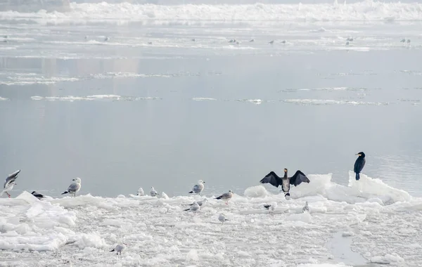 Petrovaradin Kalesi Voyvodina Novi Sad Petrovaradin Sırbistan Aşağısındaki Tuna Nehri — Stok fotoğraf