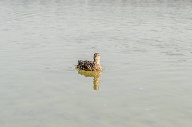 Doğal ortamlarında vahşi ördekler.