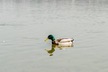Doğal ortamlarında vahşi ördekler.