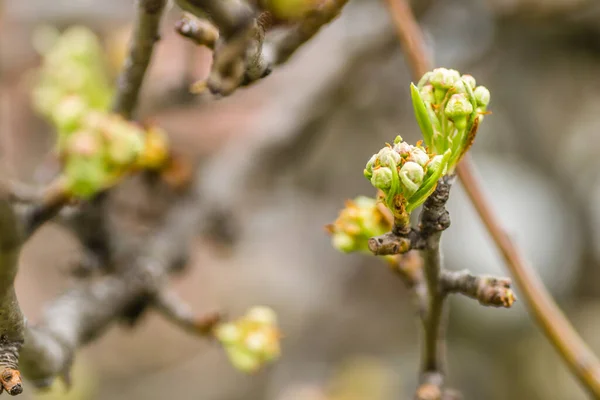 Brotes Pera Jóvenes Antes Floración Primavera —  Fotos de Stock