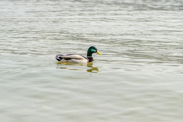 Canards Sauvages Dans Leur Environnement Naturel — Photo