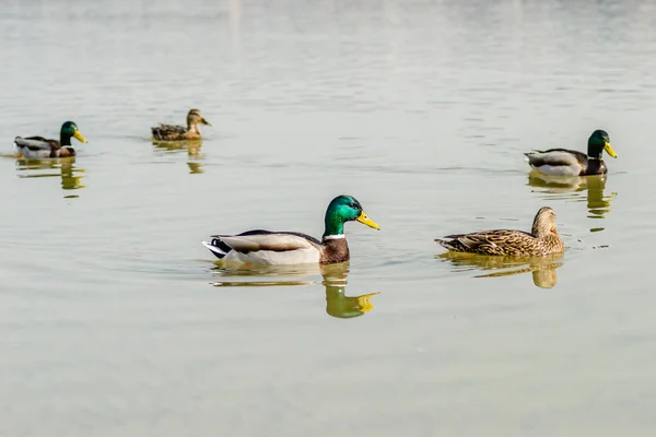 Patos Selvagens Seu Ambiente Natural — Fotografia de Stock