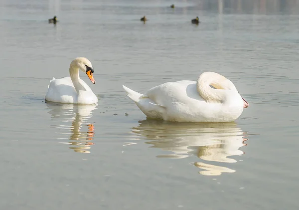 Cisne Afluente Del Danubio Invierno — Foto de Stock