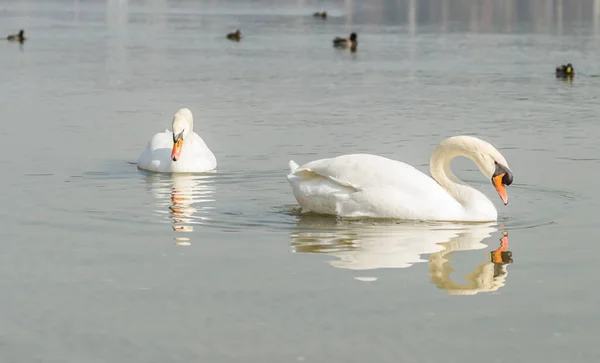 Cisne Afluente Danúbio Inverno — Fotografia de Stock