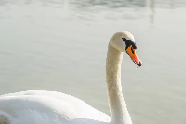 Cigno Affluente Del Danubio Inverno — Foto Stock