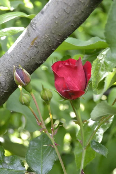 Red Rose Bud Garden Green Background Close — Stock Photo, Image