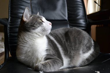 Siyah deri koltukta gri beyaz bir kedinin portresi..