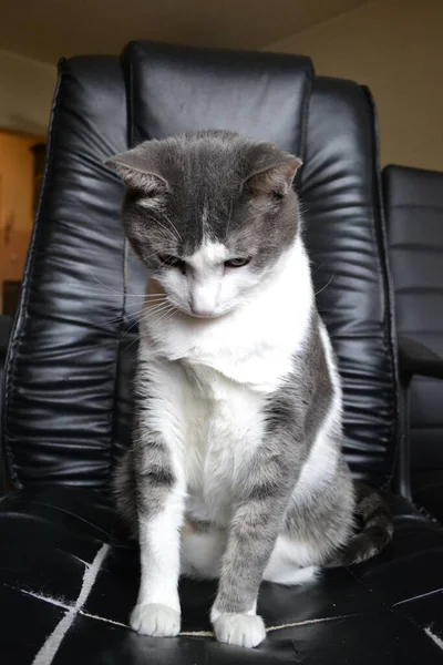 Προσωπογραφία Μιας Γκρίζας Και Λευκής Γάτας Μαύρη Δερμάτινη Πολυθρόνα — Φωτογραφία Αρχείου