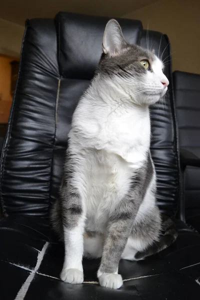 Portrait Gray White Cat Black Leather Armchair — Zdjęcie stockowe