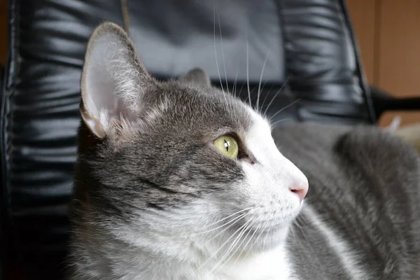 Siyah deri koltukta gri beyaz bir kedinin portresi..