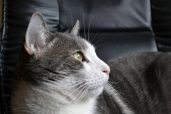 Siyah deri koltukta gri beyaz bir kedinin portresi..