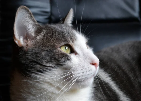 Portrait Gray White Cat Black Leather Armchair — Stok fotoğraf