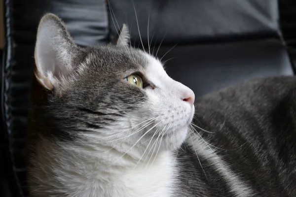 Portrait Gray White Cat Black Leather Armchair — Stock Fotó