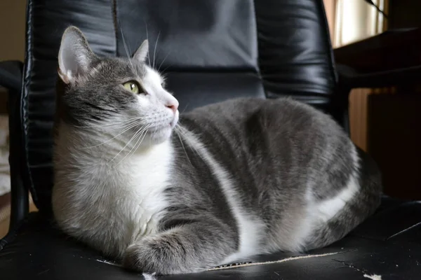 黒革の肘掛け椅子にグレーと白の猫の肖像画 — ストック写真