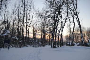 Kışın orman, derin bir kış örtüsüyle kaplanır..