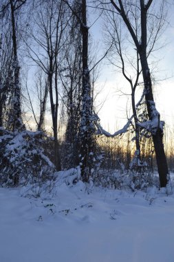 Kışın orman, derin bir kış örtüsüyle kaplanır..