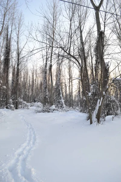 Kışın orman, derin bir kış örtüsüyle kaplanır..