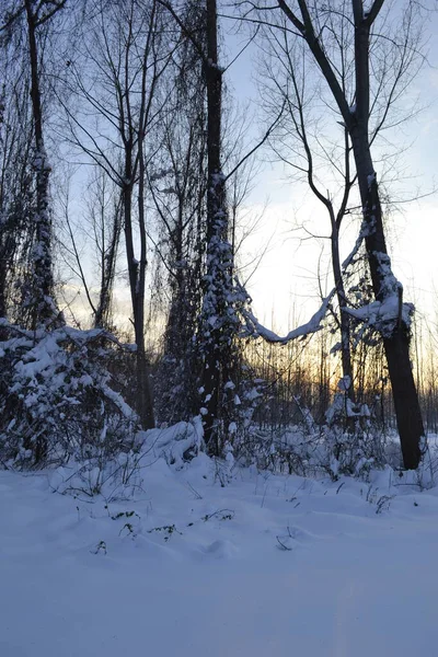 Kışın orman, derin bir kış örtüsüyle kaplanır..