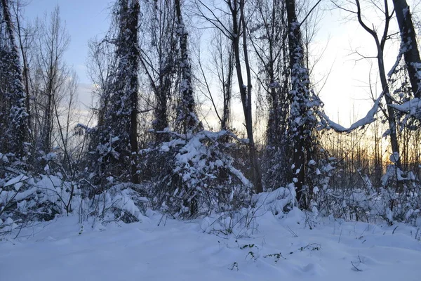 Kışın orman, derin bir kış örtüsüyle kaplanır..
