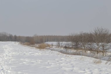 Kışın orman, derin bir kış örtüsüyle kaplanır..
