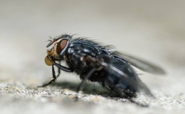 Bir ev sinek alınan kafa üzerinde düz bir arka plan üzerinde kapat.