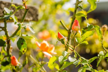 Tek portakal çiçeği ve kapalı gül tomurcukları.