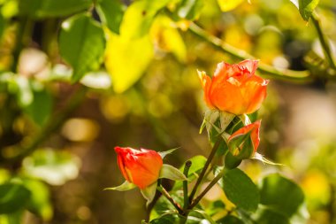 Tek portakal çiçeği ve kapalı gül tomurcukları.