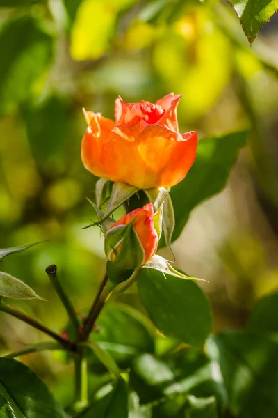 Μονό Πορτοκαλί Λουλούδι Και Κλειστά Μπουμπούκια Τριαντάφυλλου — Φωτογραφία Αρχείου
