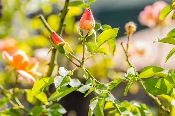 Tek portakal çiçeği ve kapalı gül tomurcukları.